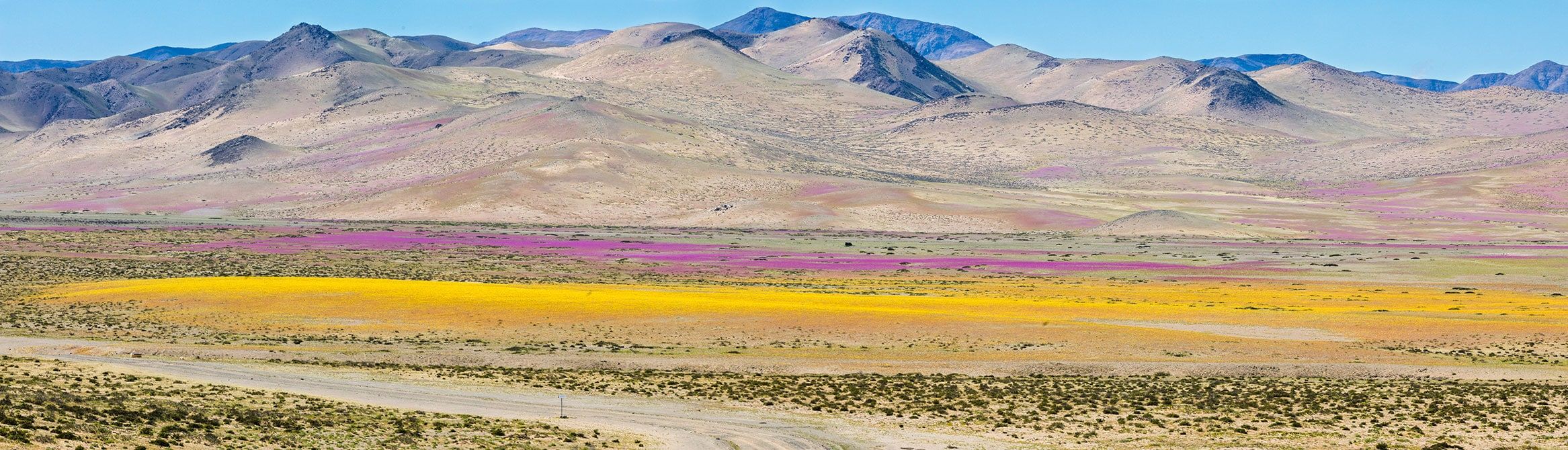 De temps en temps la pluie vient au désert d’Atacama, quand cela arrive, des milliers de fleurs poussent le long du désert à partir de graines qui ont des centaines d’années, étonnant le phénomène "Desierto Florido"