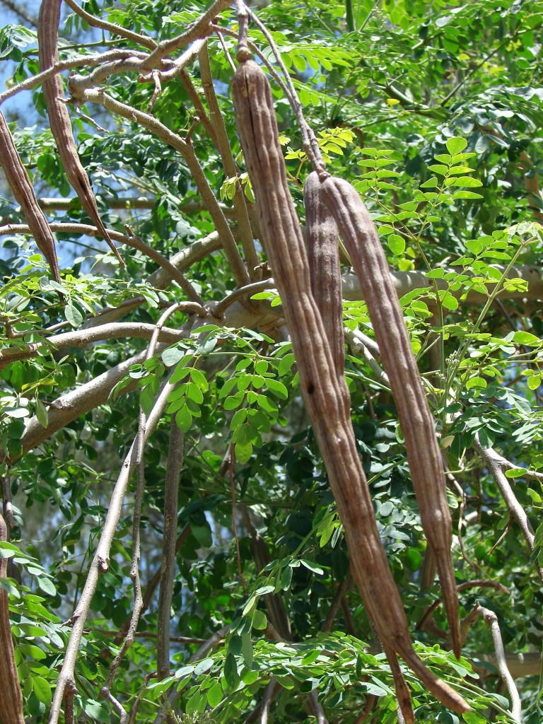Les fruits (gousses) du Moringa-oleifera
