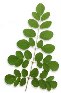 feuilles de moringa