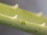 L’aloe Vera