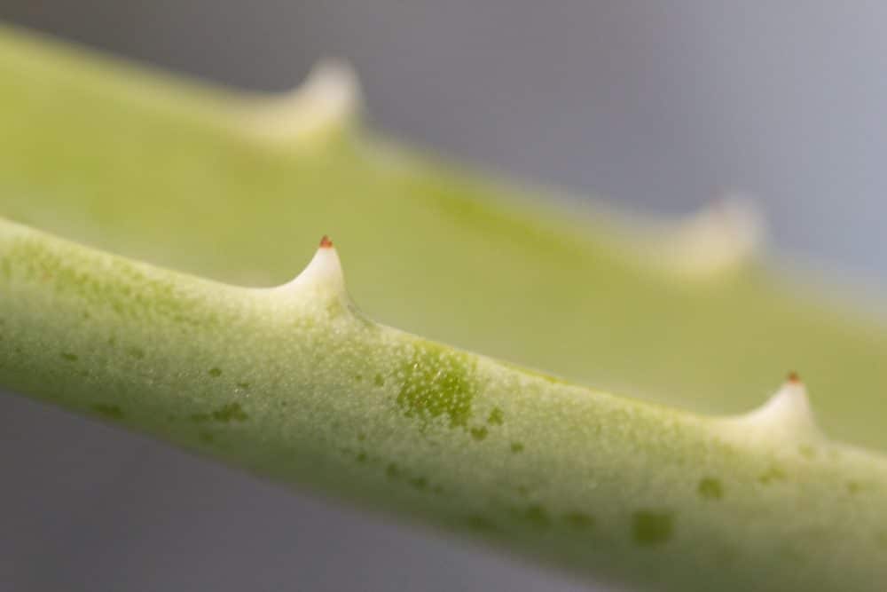 L’aloe Vera